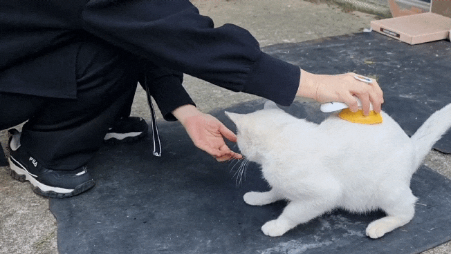  옥수가 겨울집보다 케이지를 더 좋아하나봐요 ㅋㅋ 길고양이 빗질하기 : 길냥이 옥수
