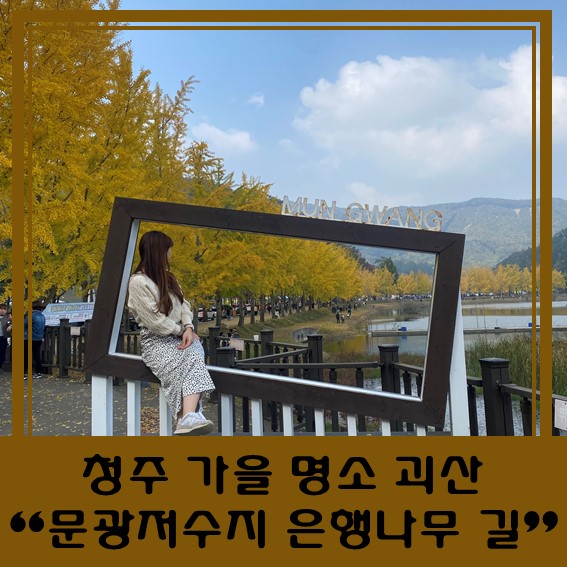  [충북 괴산 가을 명소] "문광저수지 은행나무 길" 가을여행 가자! 이번 주 절정!