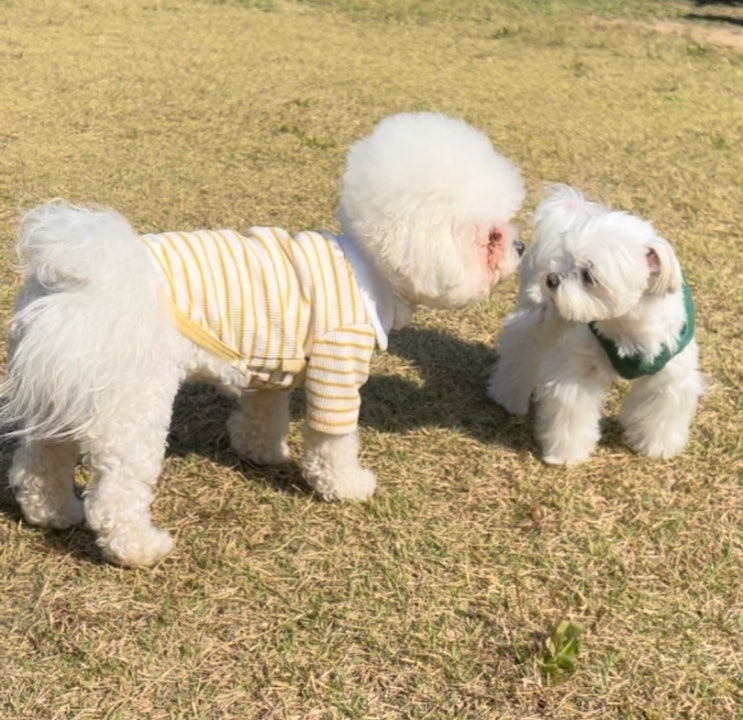  흰색 강아지 이름 짓기, 하얀색 반려견이랑 어울리는 찰떡같은 네이밍!