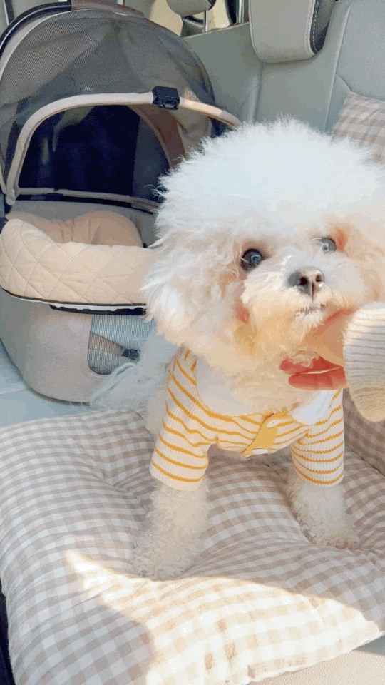  두랑루랑 강아지 쇼핑몰에서 가을 옷 샀다. 짱 이뻐!