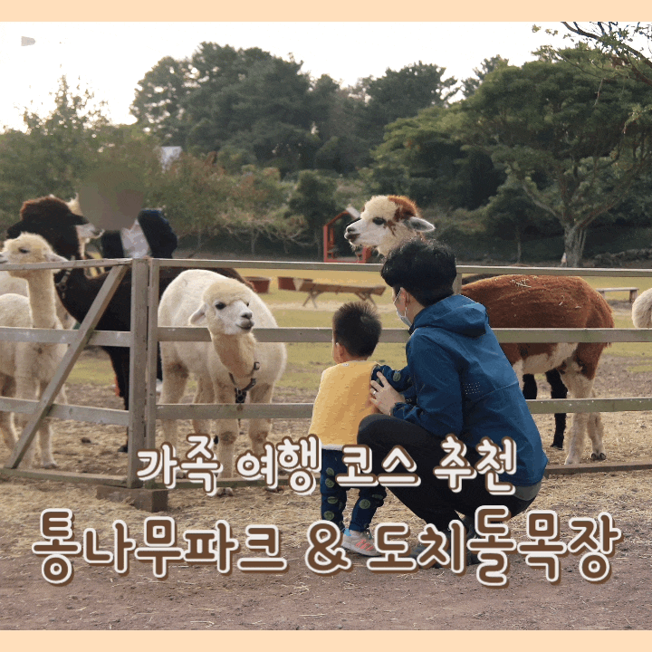  [여행] 통나무파크 & 도치돌목장 : 제주도 아기 있는 가족 여행 코스 추천 / 제주도 독채펜션 / 제주도 목장