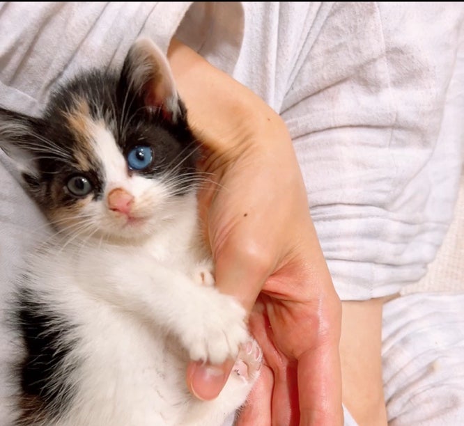 고양이  유기묘 입양  아기고양이 루루