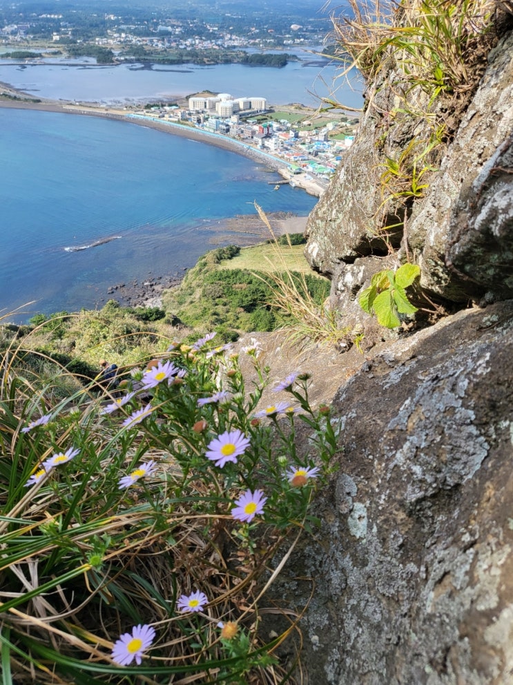  (여행) 제주 동쪽 관광지 세계자연유산 성산일출봉/관람료/왕복소요시간