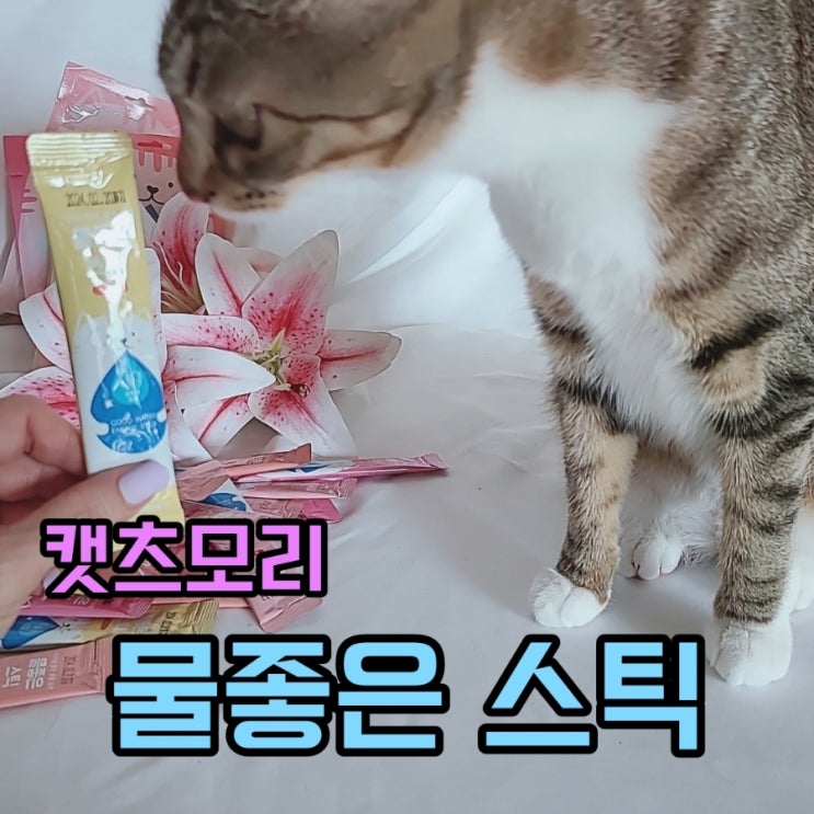  캣츠모리 물좋은 스틱 고양이음수량 까지 생각한 고양이간식 츄르