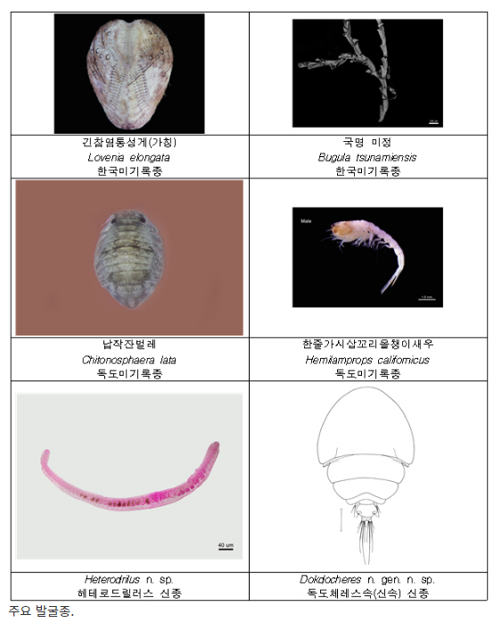 독도·울릉도서 ‘독도체레스’ 등 신종·미기록종 13종 발견_환경부 독도·울릉도서 ‘독도체레스’ 등 신종·미기록종 13종 발견_환경부