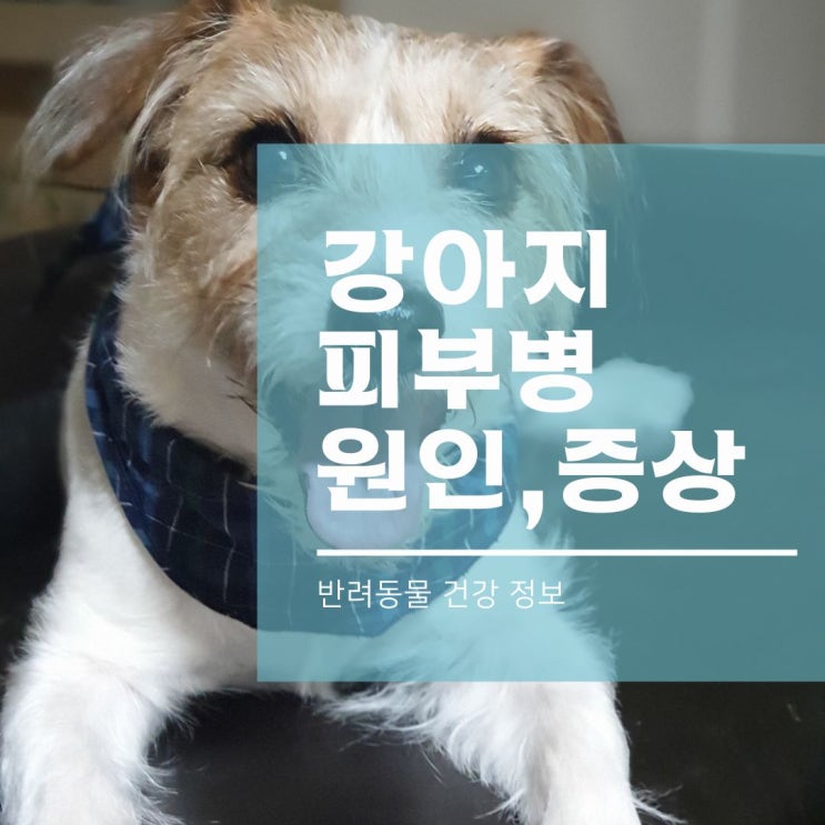  강아지 아토피 곰팡이성 피부염과 같은 피부병 원인과 증상