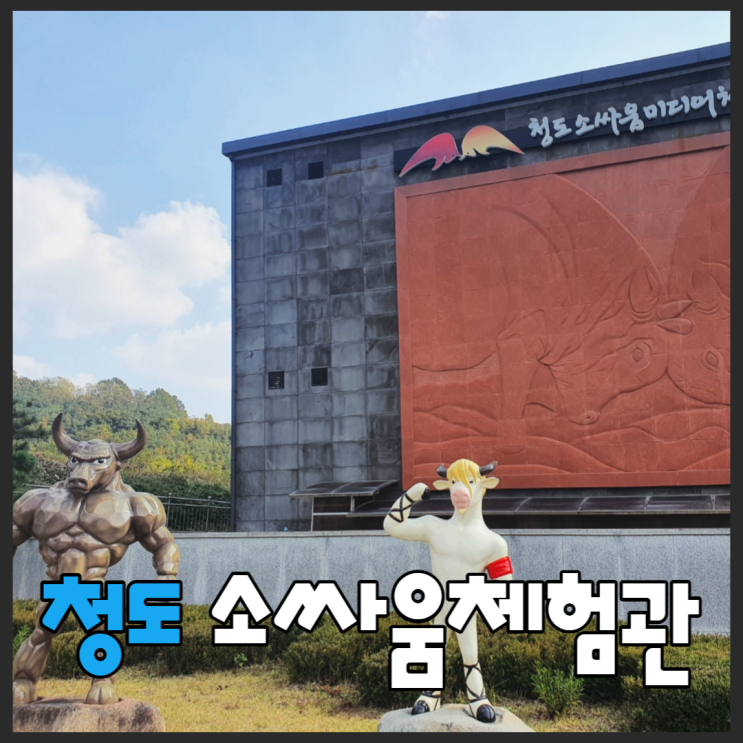  청도 소싸움미디어체험관 & 소싸움 직관 후기 <대구근교 아이들과 갈만한곳> 솔직후기
