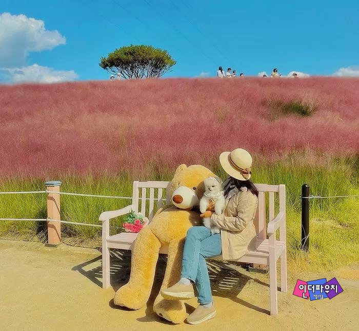  핑크뮬리·코스모스 반반샷 찍을 수 있어 지금 꼭 데이트가야 할 여행지