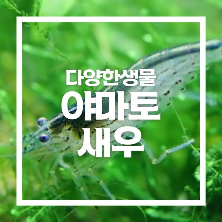  먹이와 번식, 수명 등 이끼청소부 야마토 새우 키우기
