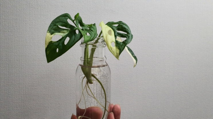  무늬아단소니 삽수 뿌리를 보여드립니다