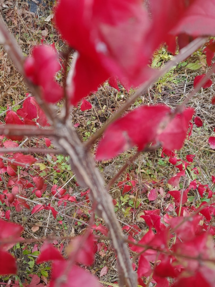가을에만 볼수 있는 붉은색의 단풍 화살나무