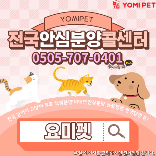 강아지분양 고양이분양 다이렉트 문의!
