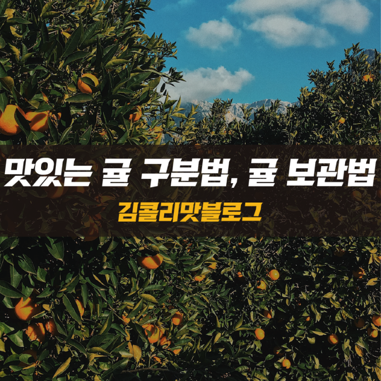  맛있는 귤 고르는 방법과 귤 보관법 알아보기