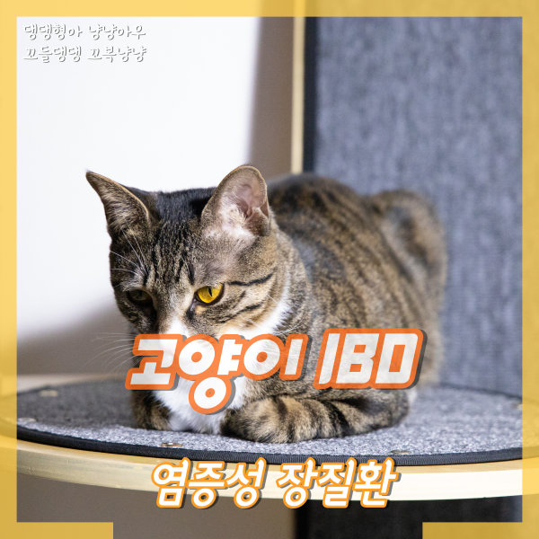  고양이 IBD, 가장 흔한 염증성 장질환 증상 원인 알기