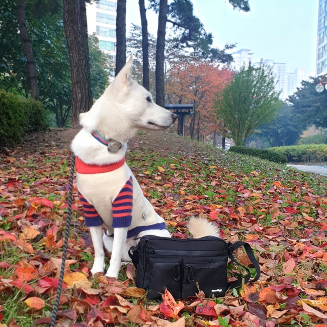 강아지 산책 용품 마인드독 가방 하나로 해결! 강아지 산책 용품 마인드독 가방 하나로 해결!