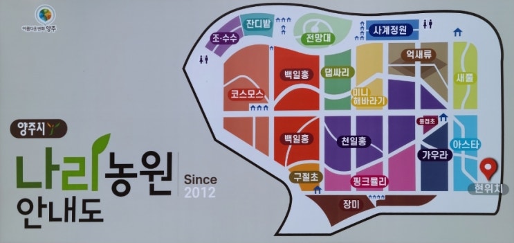  [양주] 양주 천일홍 축제