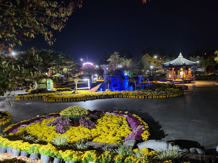 익산 국화축제 하는중이에요.