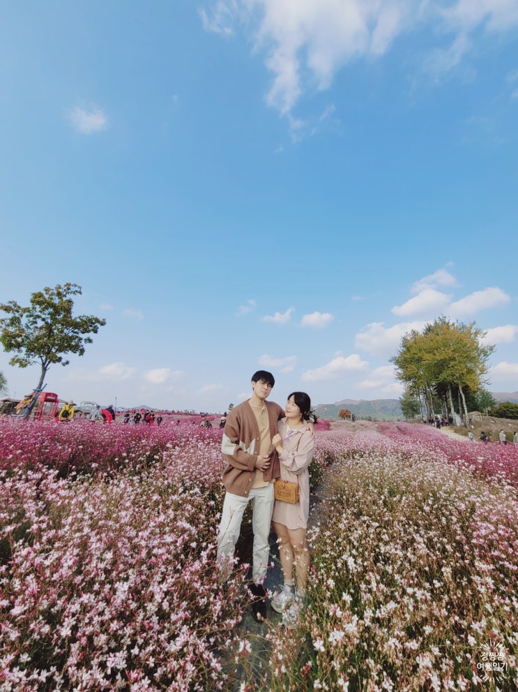 철원 고석정 꽃밭 가을 꽃축제 실시간!