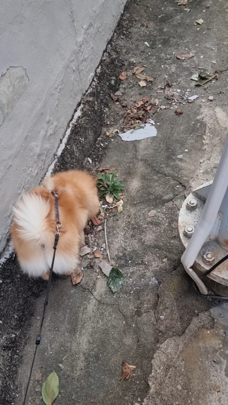  신나게 낙엽 밟고 다니는 사랑이