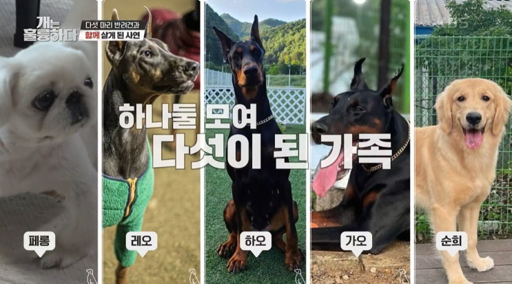 개는 훌륭하다 149회(10/24방송분) 도베르만 레오 가오하오 골든리트리버 순희 페키니즈 페롱 개훌륭 5마리 다견가구의 고민