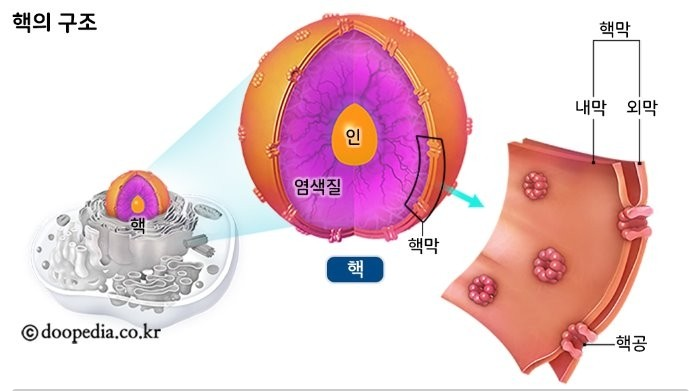 [일반생물학] CHAPTER 3. 세포의 구조와 기능 :: 세포 :: 원핵세포진핵세포 :: 리보솜 :: 소포체 :: 골지체 ...