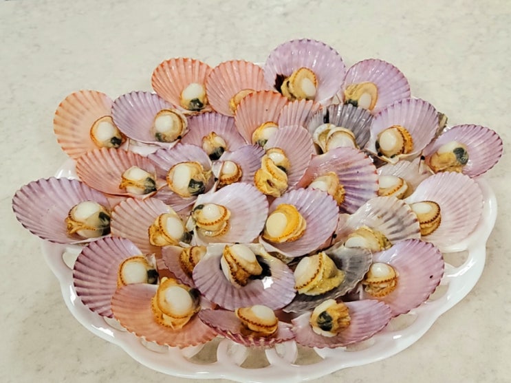  홍가리비 제철 요리 홍가리비찜 치즈구이 어떠세요?