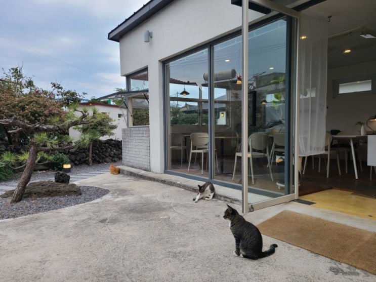  제주 애월 카페 볼수록제주 고양이 힐링장소