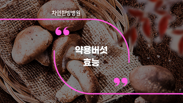  약용버섯 종류와 효능 알아보기