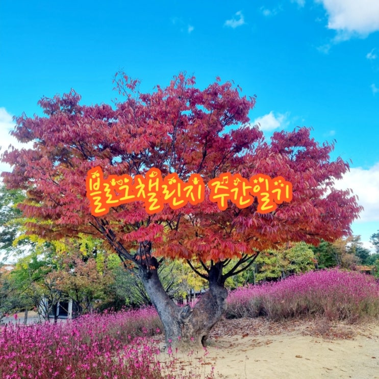 [블챌] 블로그챌린지 주간일기 10/21~10/27