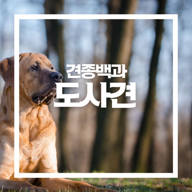  투견에서 식용개로, 슬픈 대형 견종 도사견
