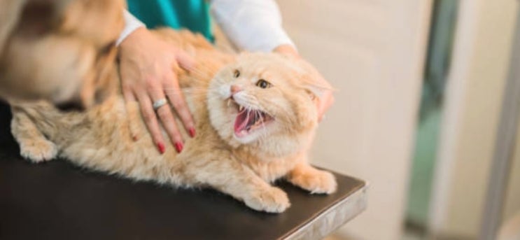 고양이 조현병, 과민성 증후군(FHS)에 대하여