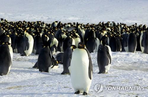 '남극 터줏대감' 황제펭귄도 멸종위기종 목록 등재