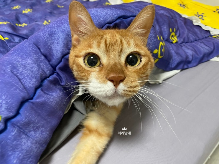  고양이 귀와 표정에 대한 언어, 스트레스 받을 때는? (f. 마징가귀)