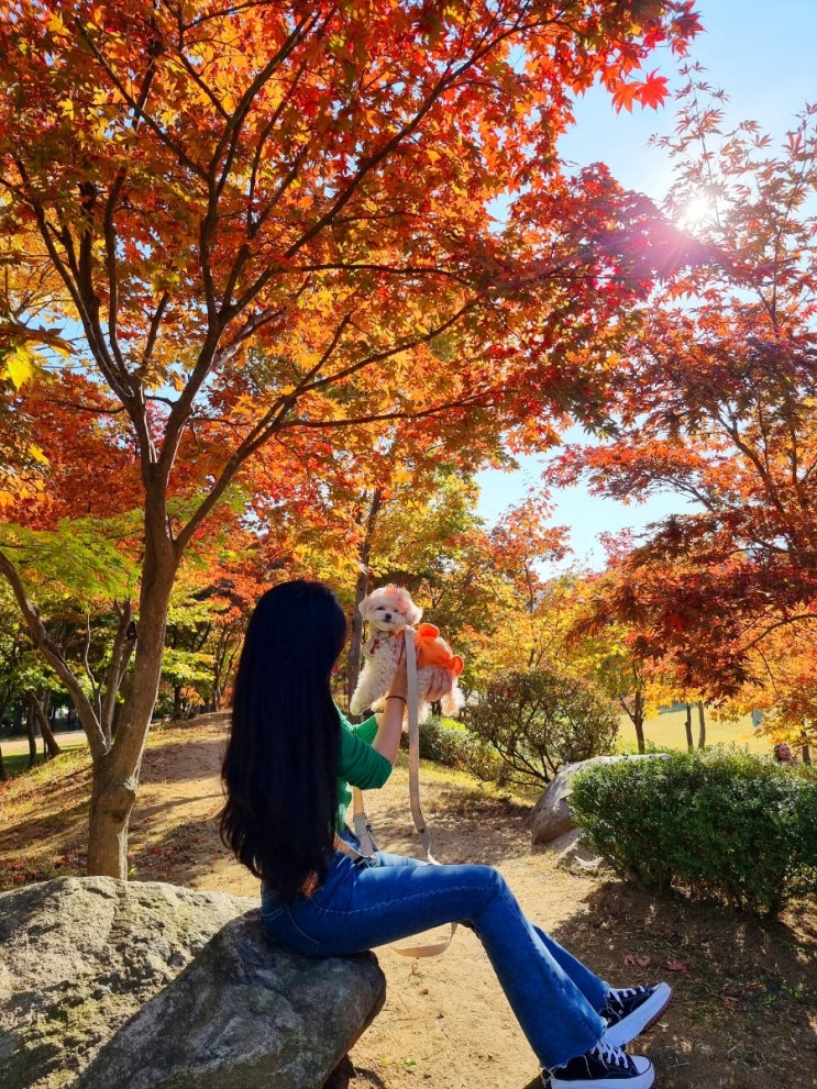  서울 근교 여행 단풍 구경 명소 | 당일치기 여행 추천 가평, 춘천 가볼만한 곳 '남이섬 단풍놀이' 애견 동반 가능