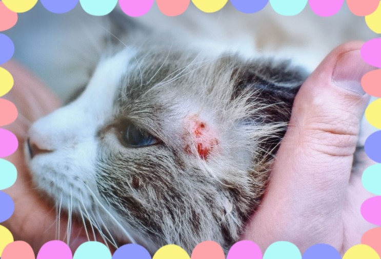 고양이 링웜 초기 증상 비듬 원형탈모 피부병 치료 예방 비오칸엠 백신