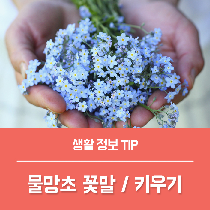  물망초 꽃말 물망초 키우기, 들어보실래요?