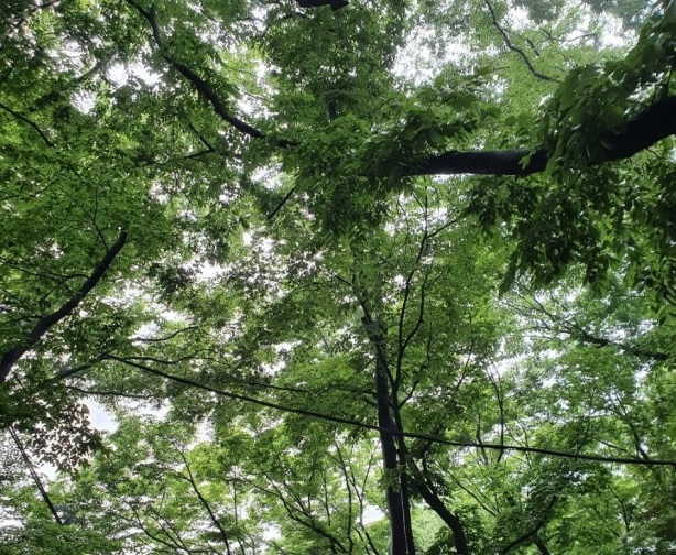  둔하게 삽시다 (마음을 쉬게 해 주세요)