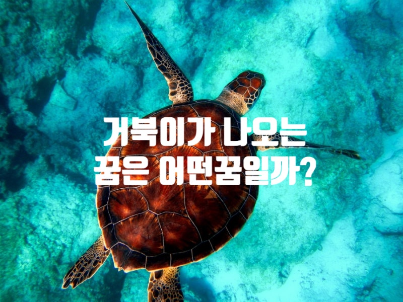 거북이 꿈 꾼 꿈을 잡는 꿈, 해몽. 늦지만 귀엽다