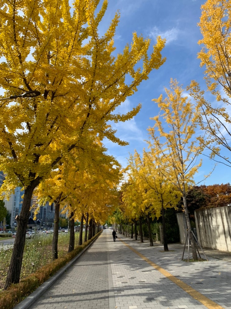 서울 가볼만한곳 올림픽공원 위례성대로 가을 나들이 산책