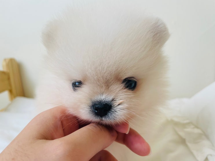 대구강아지분양 벅차 올라요