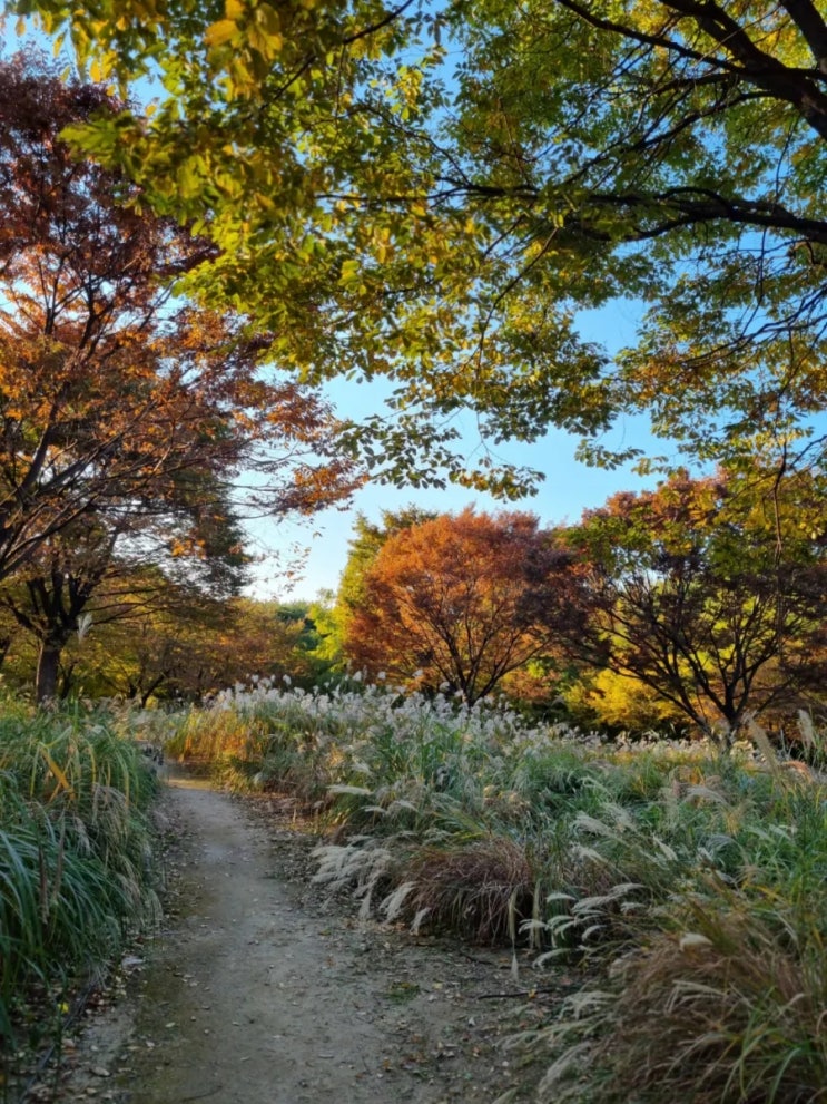 서울단풍 명소 서울숲 - 서울 억새 명소 서울숲 바람의 언덕