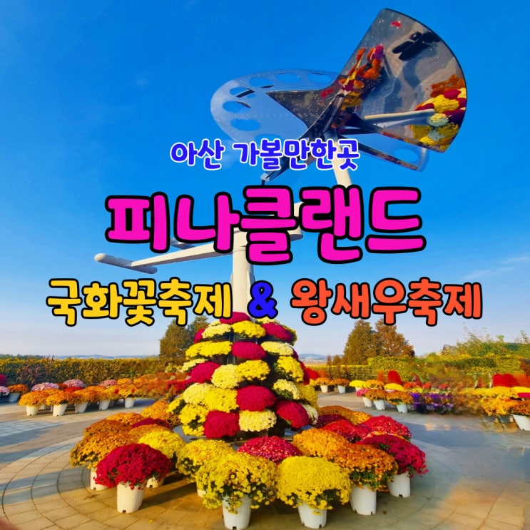 아산 피나클랜드 국화축제 왕새우축제 여행후기 ㅣ 입장료 할인 주차 및 방문Tip