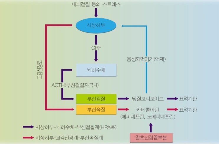  스포츠 부신수질(Sports Adrenal Medulla), 운동훈련과 에피네프린(epinephrine), 노르에피네프린(norepinephrine) 반응
