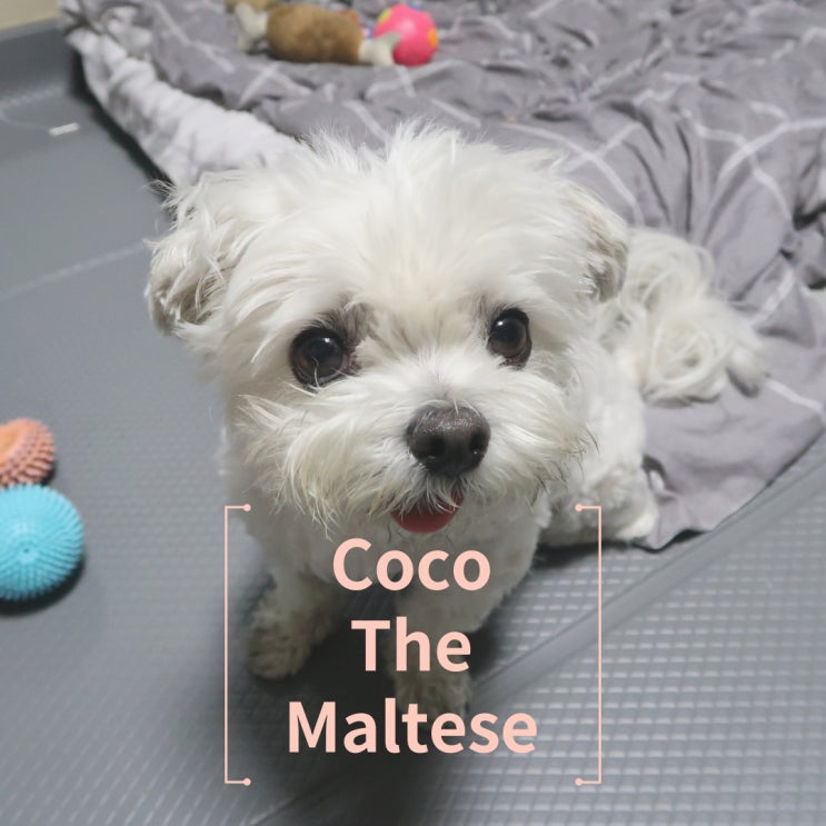  우린 첫눈에 서로에게 반했었다. [Coco The Maltese]