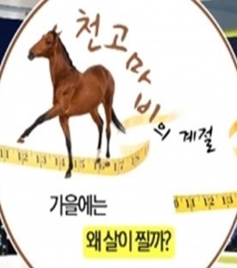  모로실 다이어트 모로실추출물 복부비만