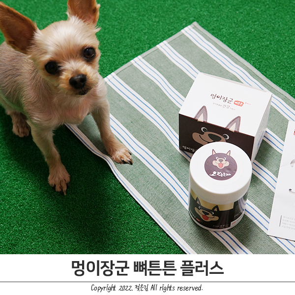 강아지 간식 방이가 맛있게 먹는 멍이장군 강아지 간식 방이가 맛있게 먹는 멍이장군