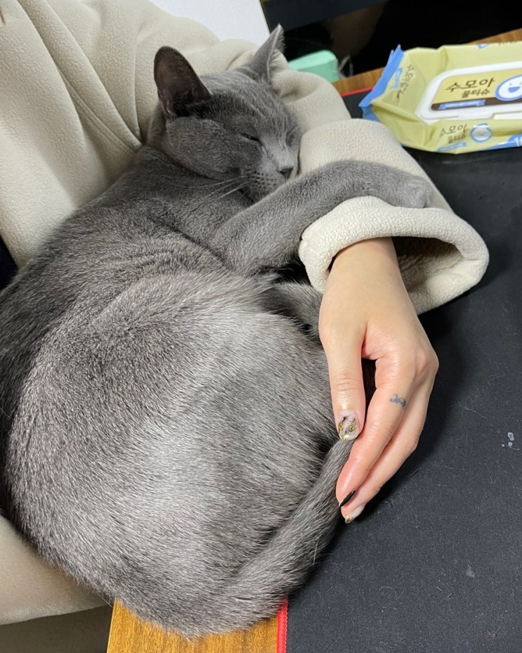  반려묘일상 러시안블루 뚠뚠이의 하루