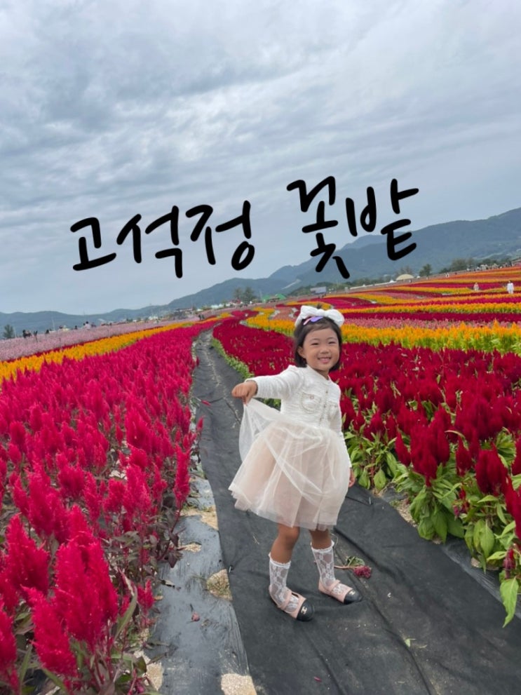  철원 아이랑 갈만한곳 맨드라미밭 야외 꽃밭 데이트추천 ️고석정꽃밭