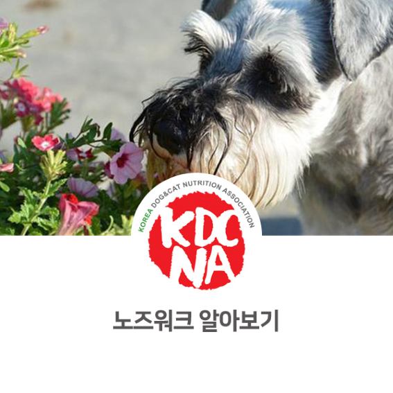  반려견을 위한 노즈워크 알아보기 [한국반려동물영양협회/댕밀헌/반려동물영양전문강사/펫푸드/애견수제간식/청주/청원/보은_1012]
