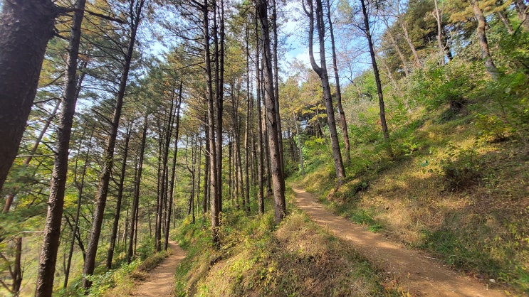  [강원 원주] 치악산 둘레길 11코스 한가터 ~ 국형사,  잣나무 숲길
